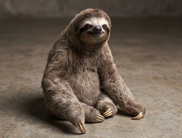 The Sloth